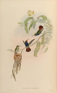 Hylocharis sapphirina door John Gould
